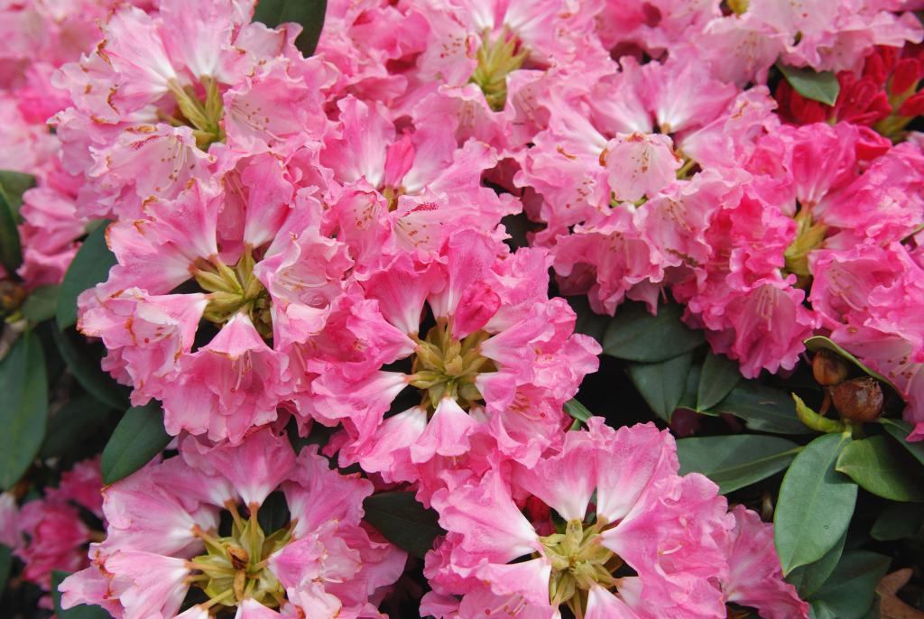 rododendron