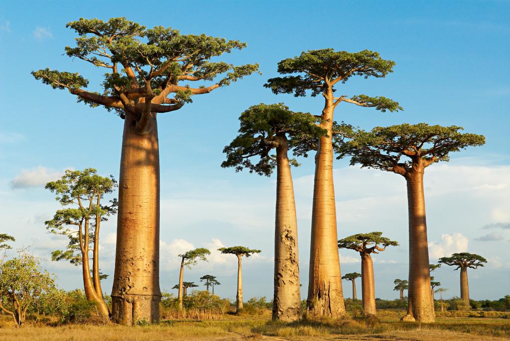 baobabbomen in Madagaskar laatste kans-toerisme