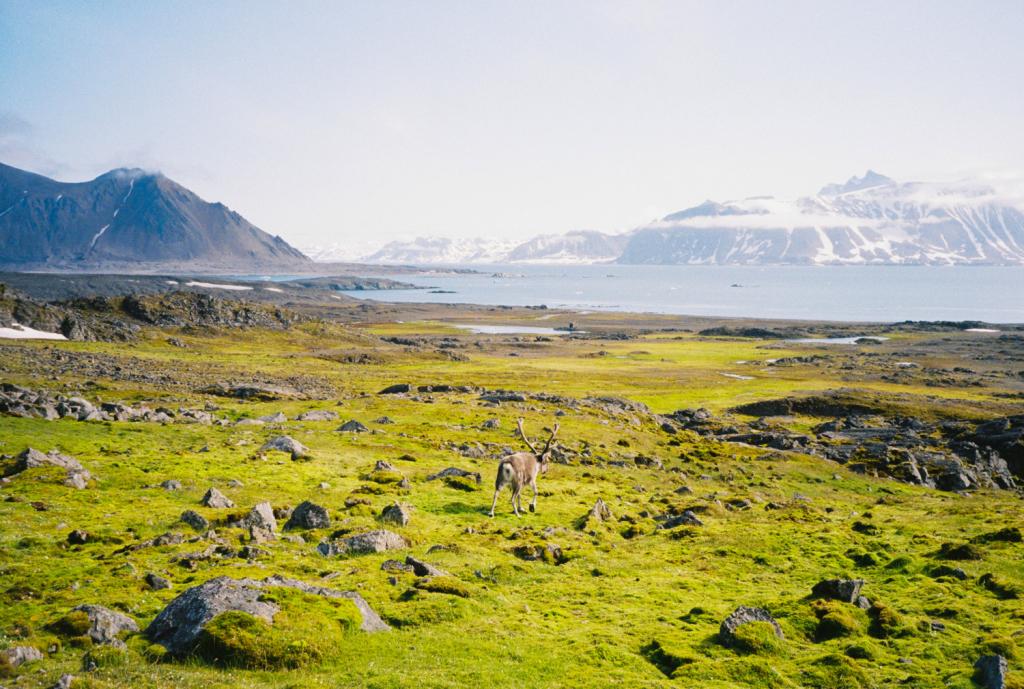 rendieren in Spitsbergen