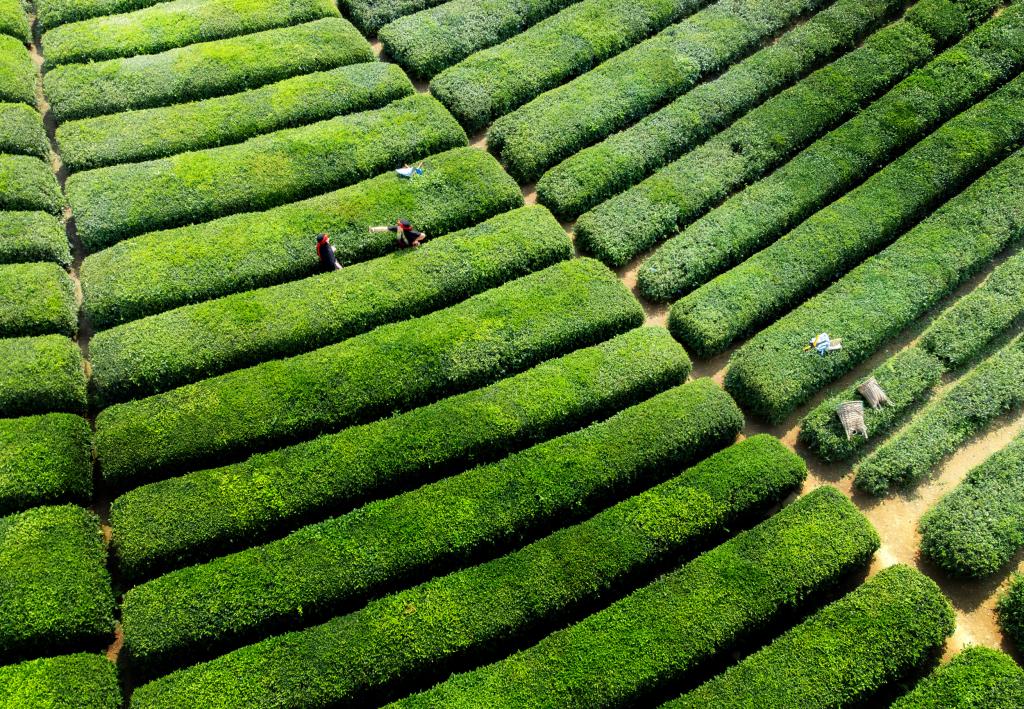 De befaamde Çeçeva Tea Garden, de visueel spectaculairste theeplantage van Turkije.