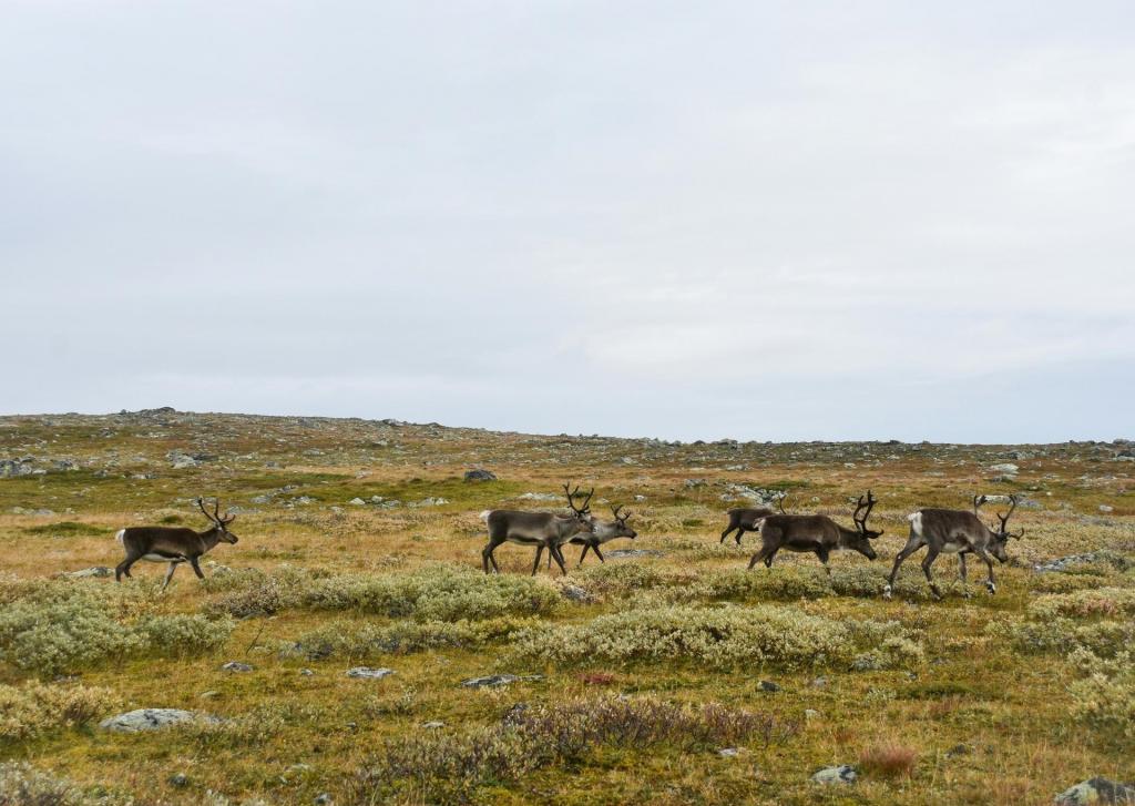 zweeds lapland