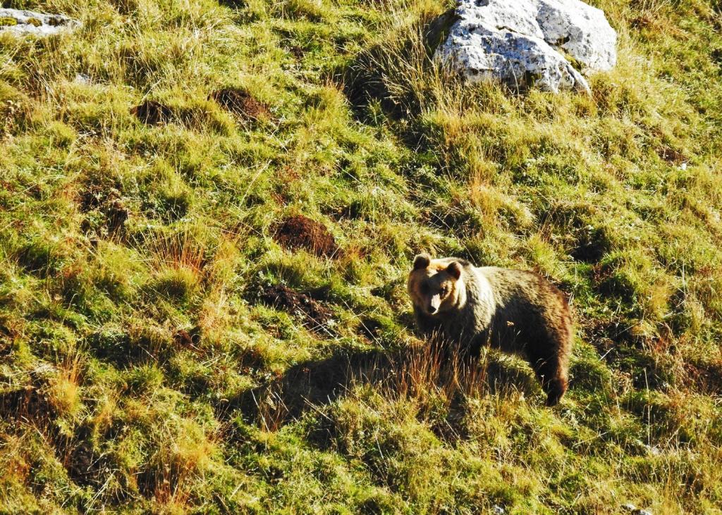 Nationaal Park Abruzzo Marsicaanse beer