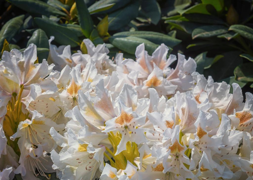 witte rododendron