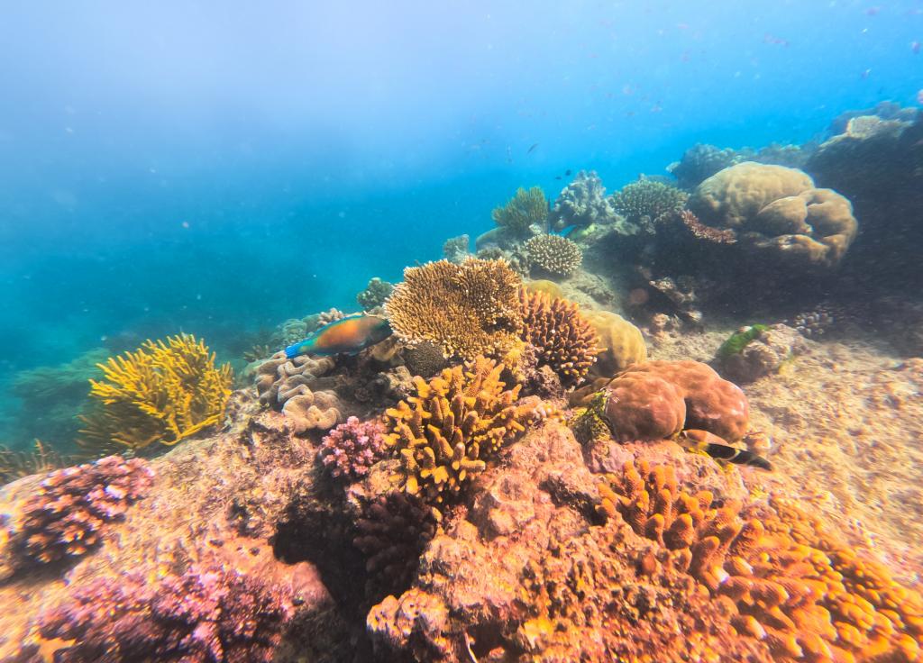 koraal Great Barrier Reef