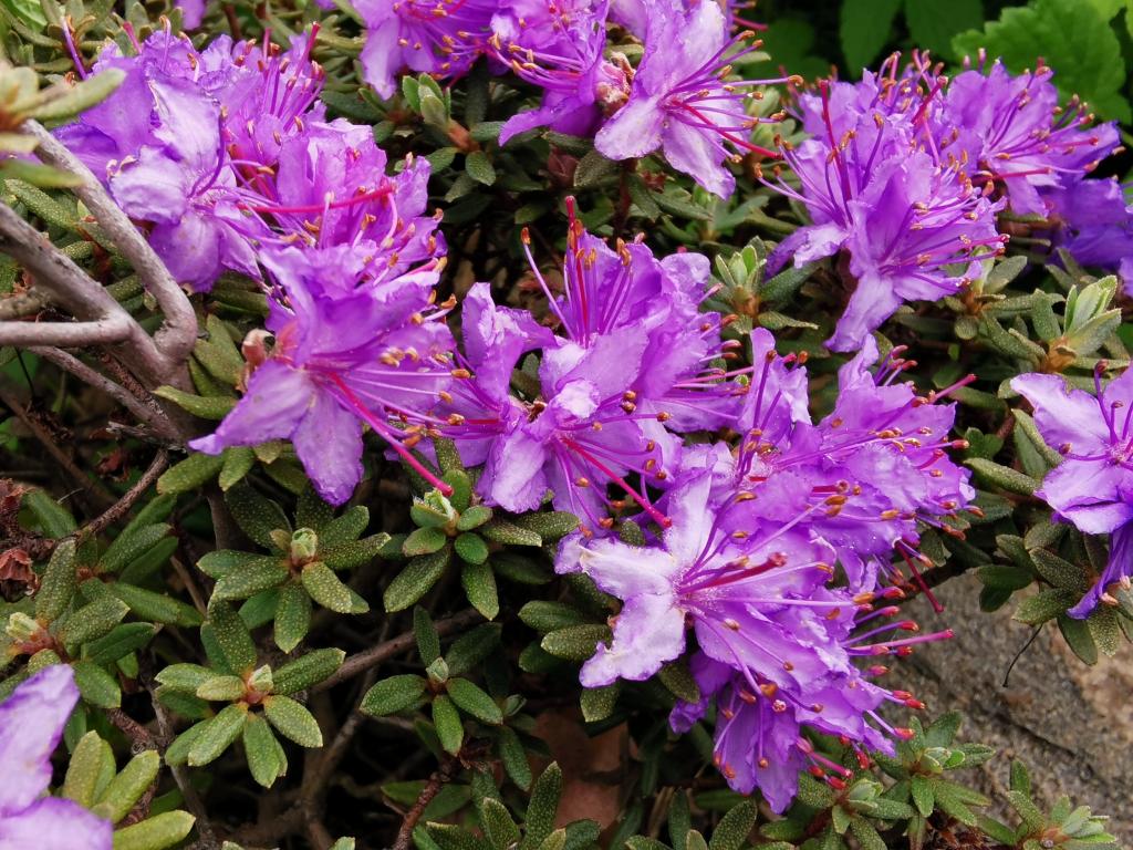 rododendron