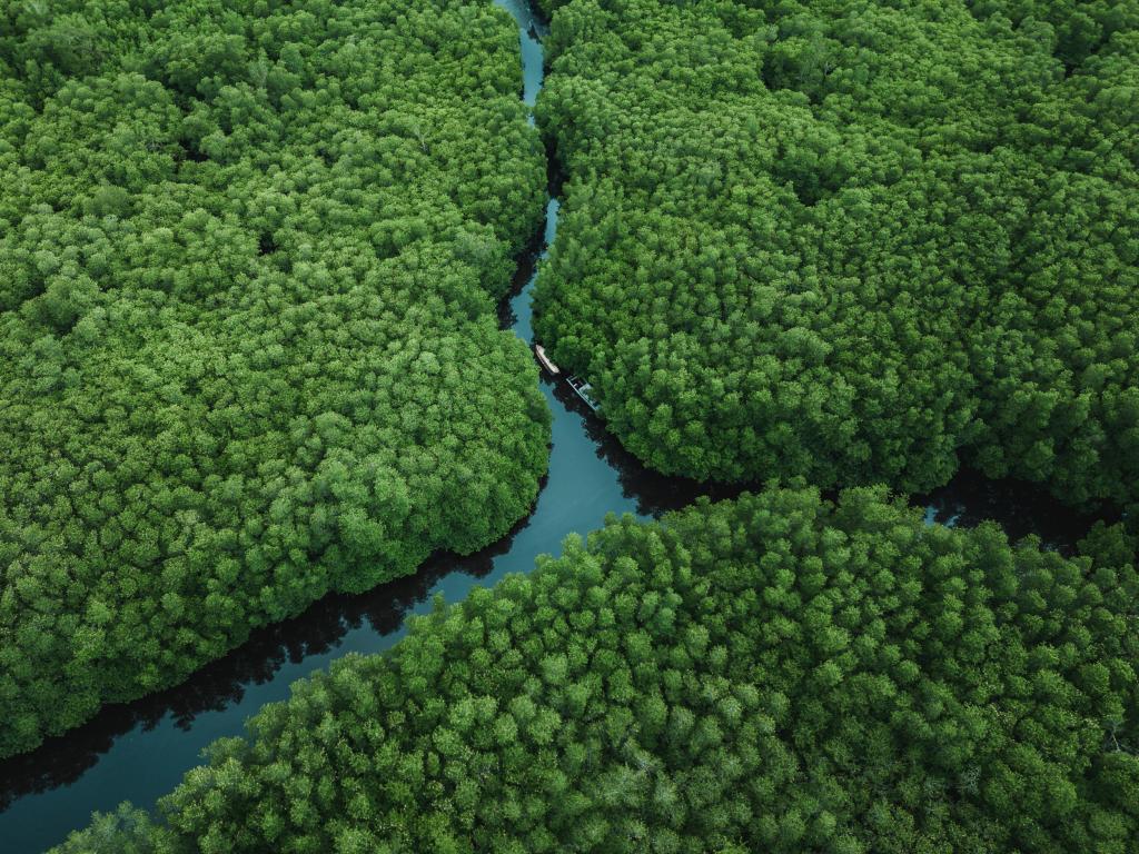 Khlong Khon mangrove in thailand laatste kans-toerisme