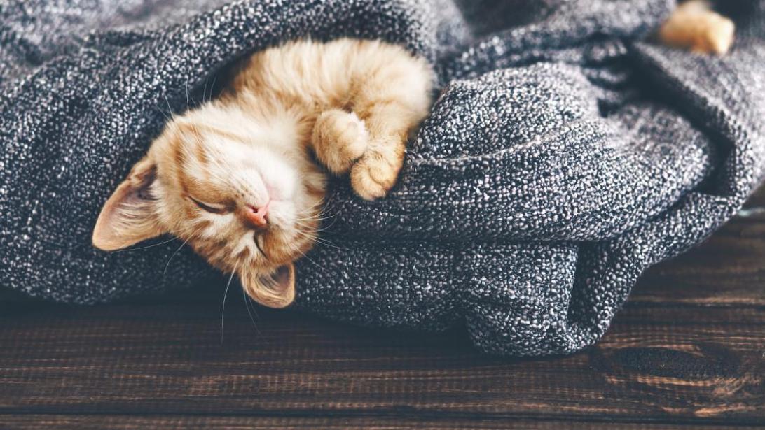 Spin-therapie: hoe je kat je beter kan doen voelen Spin-therapie: hoe je kat je beter kan doen voelen