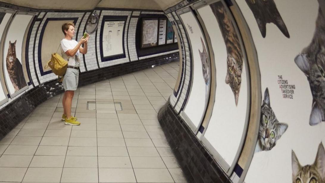 Londres: Des chats envahissent une station de métro Londres: Des chats envahissent une station de métro