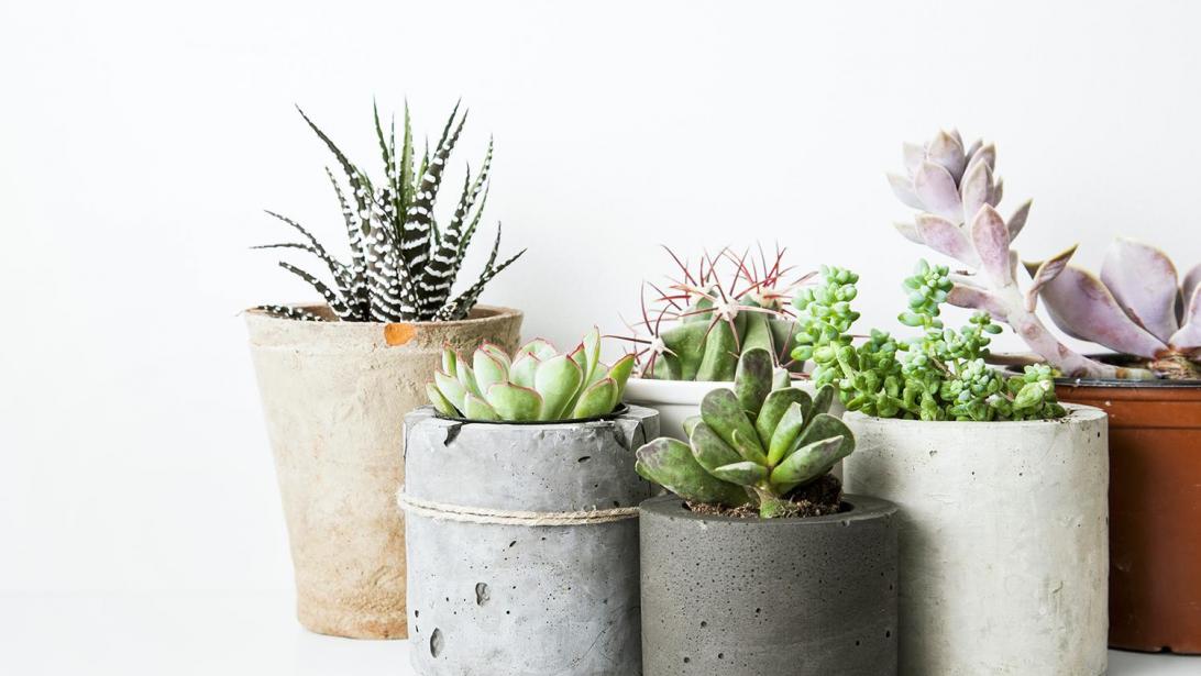 5 plantes qui nettoient l’air de votre maison 5 plantes qui nettoient l’air de votre maison