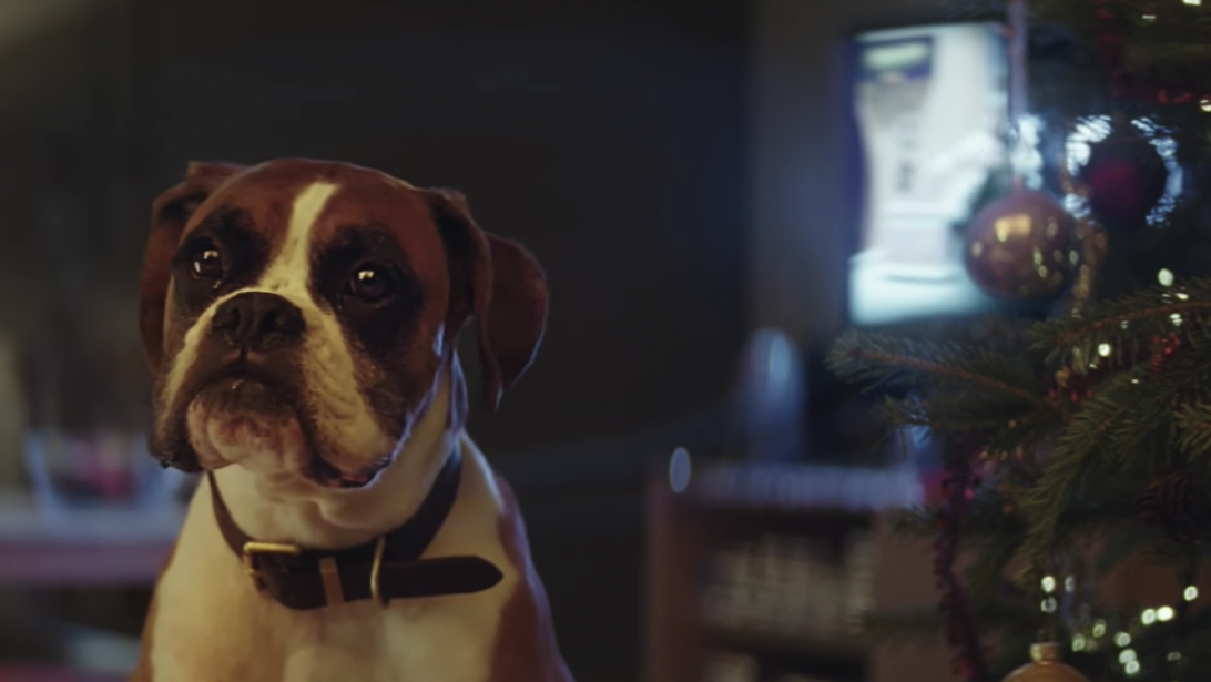 Vidéo: #BusterTheBoxer, l'instant cute qui annonce les fêtes! Vidéo: #BusterTheBoxer, l'instant cute qui annonce les fêtes!