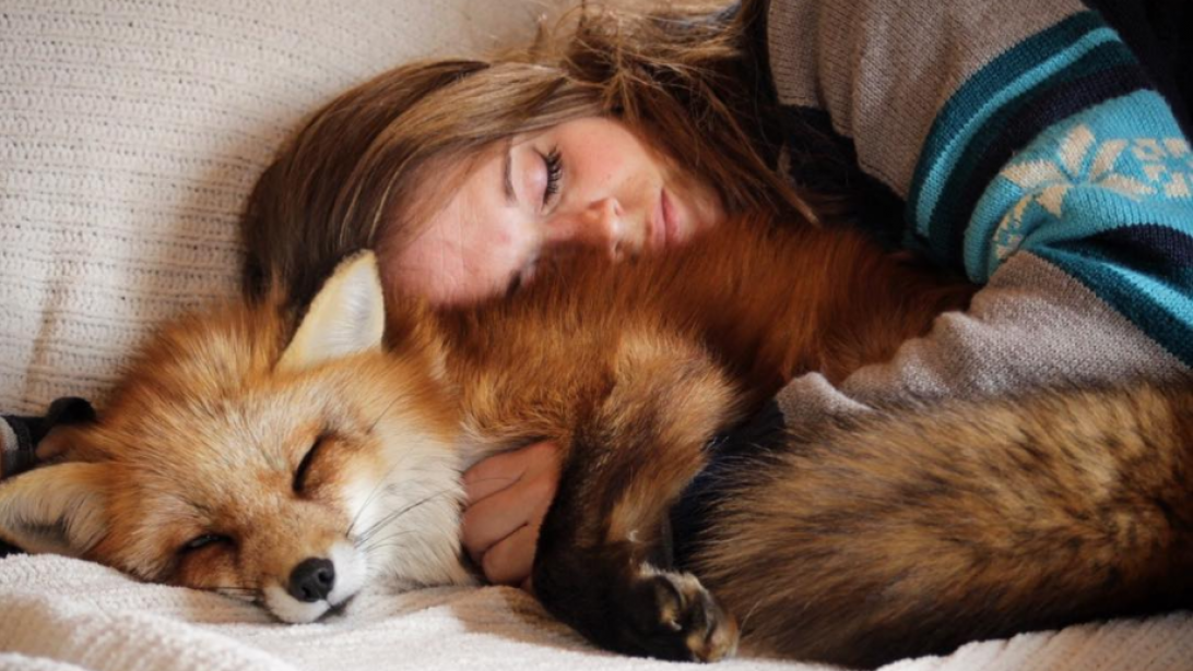 Sauvés d'un terrible destin, ces deux renards sont devenus les stars des réseaux sociaux Sauvés d'un terrible destin, ces deux renards sont devenus les stars des réseaux sociaux