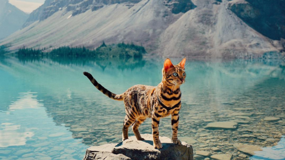 Suki, le chat globe-trotter qui fait craquer Instagram Suki, le chat globe-trotter qui fait craquer Instagram