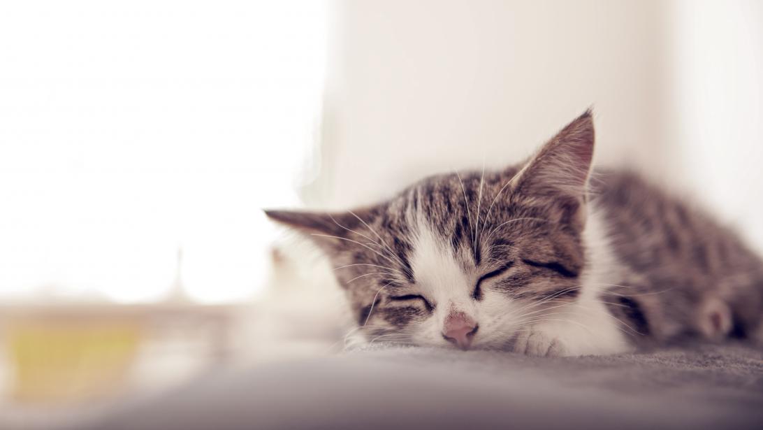 Dit is het beste eetpatroon voor je kat Dit is het beste eetpatroon voor je kat