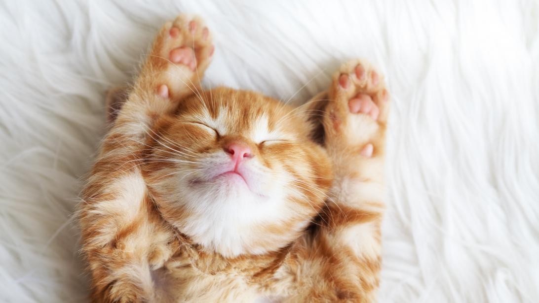 Quel est le vrai secret pour bien dormir? Faire du sport! Quel est le vrai secret pour bien dormir? Faire du sport!