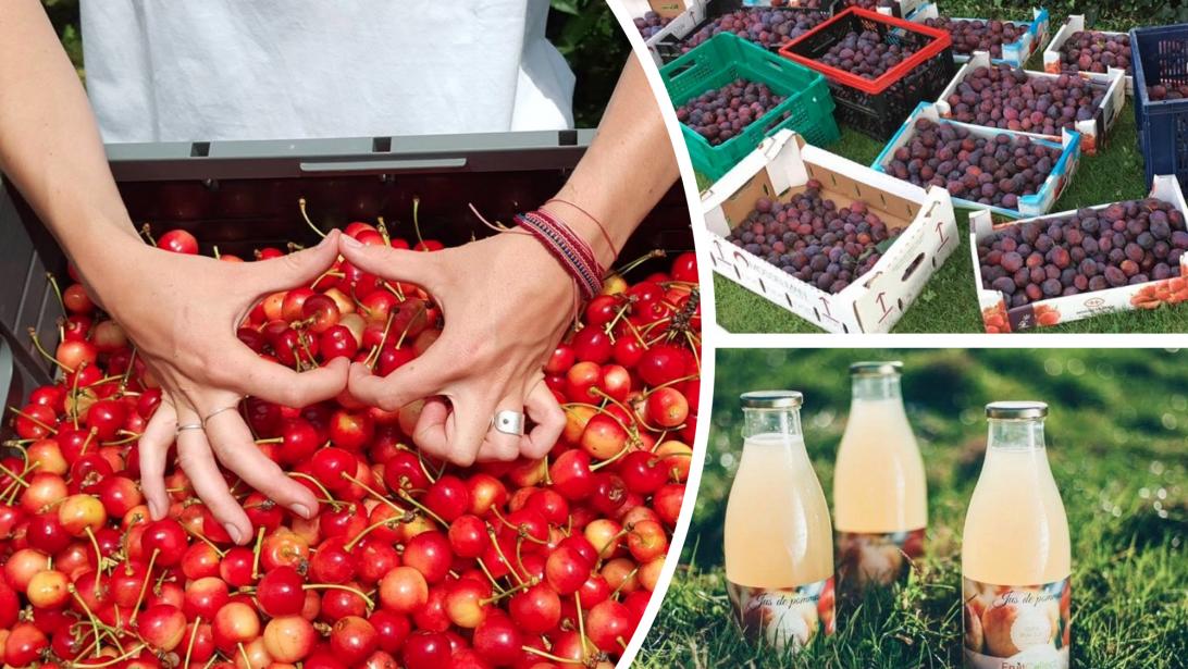 Coup de coeur: FruitCollect, l'ASBL qui récolte des tonnes de fruits pour éviter le gaspillage Coup de coeur: FruitCollect, l'ASBL qui récolte des tonnes de fruits pour éviter le gaspillage