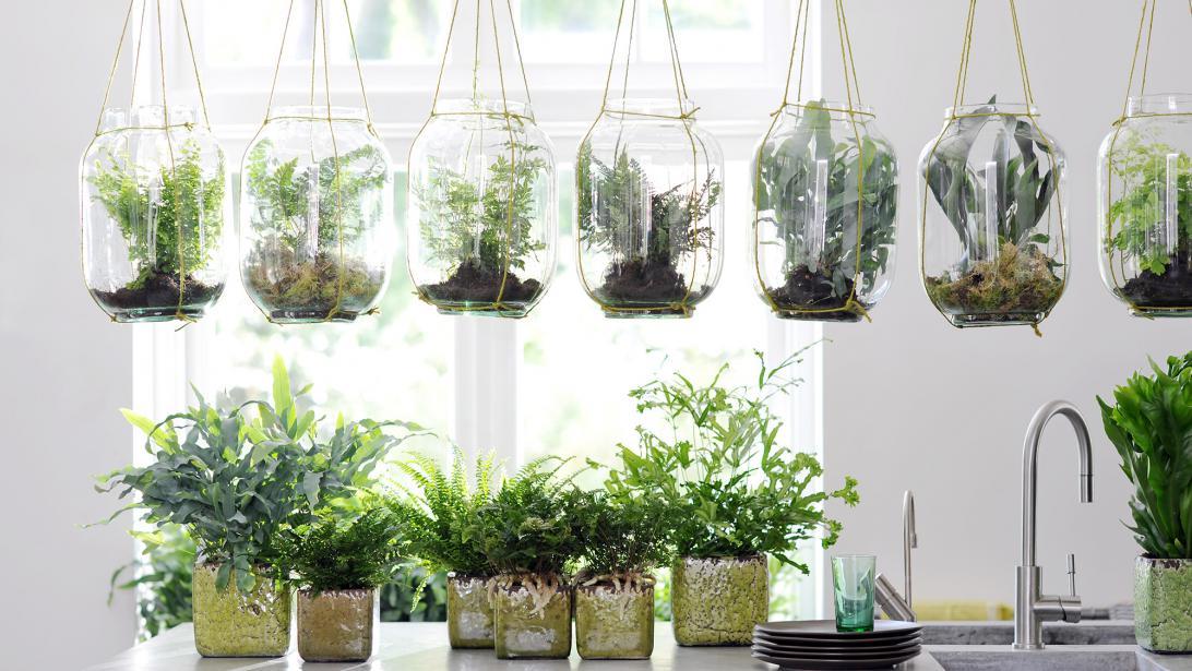 Le guide ultime pour garder ses plantes d'appartement en vie Le guide ultime pour garder ses plantes d'appartement en vie