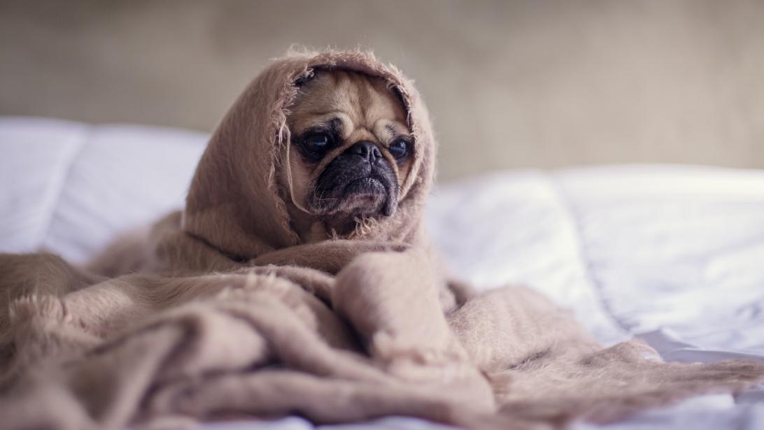 Oups: 6 Belges sur 10 dorment trop peu pendant la semaine Oups: 6 Belges sur 10 dorment trop peu pendant la semaine