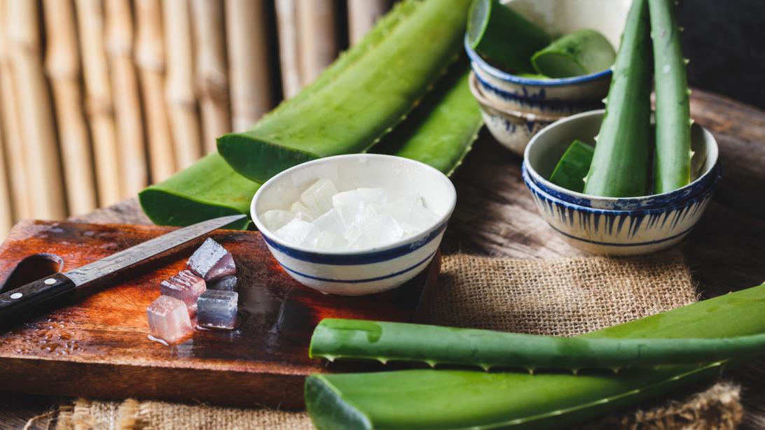 L'Aloe vera, remède miracle contre 7 maux du quotidien L'Aloe vera, remède miracle contre 7 maux du quotidien