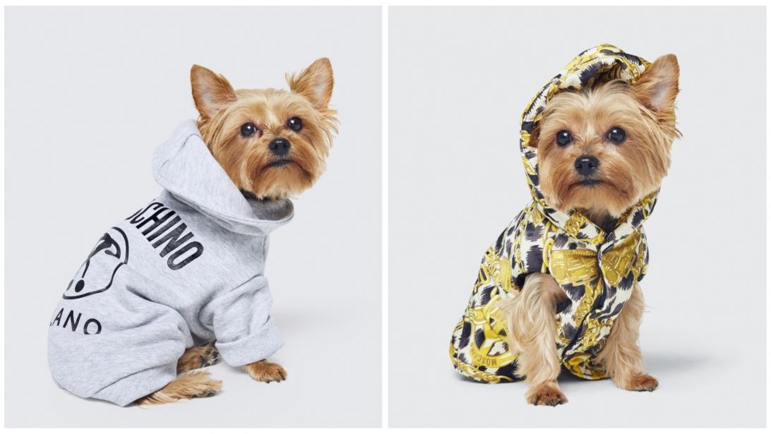H&M X Moschino: la collab' qui rhabille vos animaux H&M X Moschino: la collab' qui rhabille vos animaux