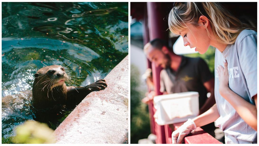 Angèle et les loutres: rencontre du 3è type à Pairi Daiza Angèle et les loutres: rencontre du 3è type à Pairi Daiza