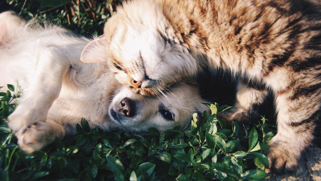 Chiens Chats Quels Sont Les Prenoms Les Plus Populaires Gael Be