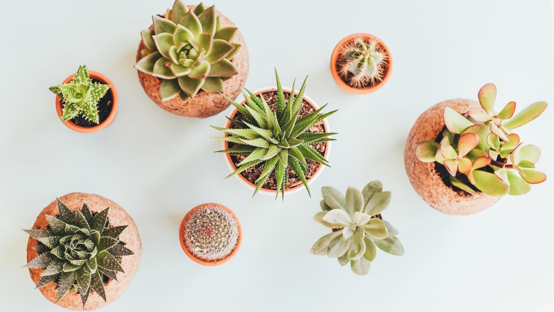 Quand et comment faut-il rempoter ses plantes d'intérieur? Quand et comment faut-il rempoter ses plantes d'intérieur?