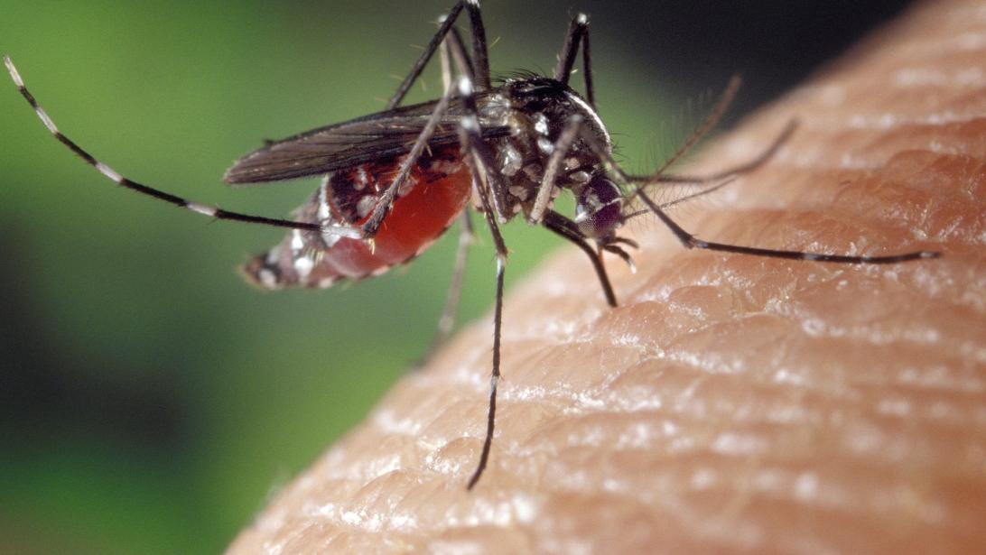5 types d'insectes à tenir éloignés grâce à ces astuces naturelles 5 types d'insectes à tenir éloignés grâce à ces astuces naturelles
