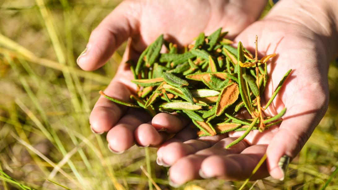 Le thé boréal, l'allié beauté des peaux grasses à imperfections Le thé boréal, l'allié beauté des peaux grasses à imperfections