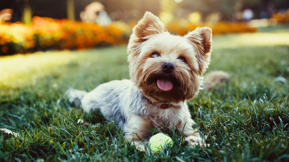 Pensions, garde à domicile: à qui confier son animal de compagnie durant l'été? Pensions, garde à domicile: à qui confier son animal de compagnie durant l'été?
