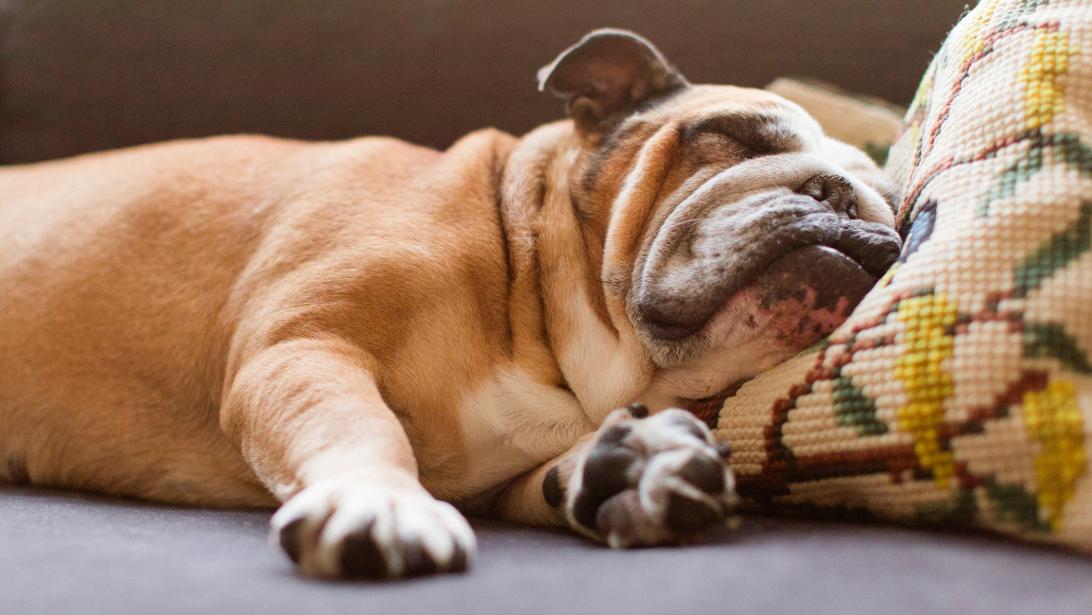 Fortes chaleurs: comment prendre soin de ses animaux lorsqu'il fait chaud? Fortes chaleurs: comment prendre soin de ses animaux lorsqu'il fait chaud?