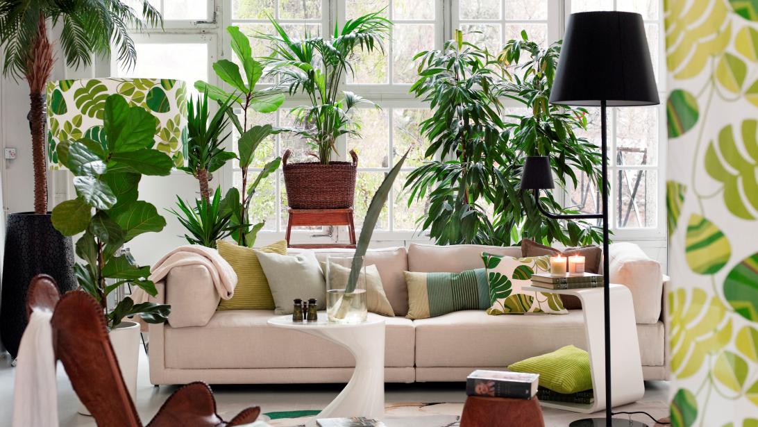 Zoveel planten heb je nodig voor betere luchtkwaliteit in huis Zoveel planten heb je nodig voor betere luchtkwaliteit in huis