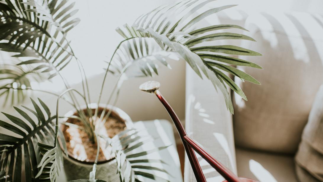 Urban jungle: zo overleven je kamerplanten de winter Urban jungle: zo overleven je kamerplanten de winter