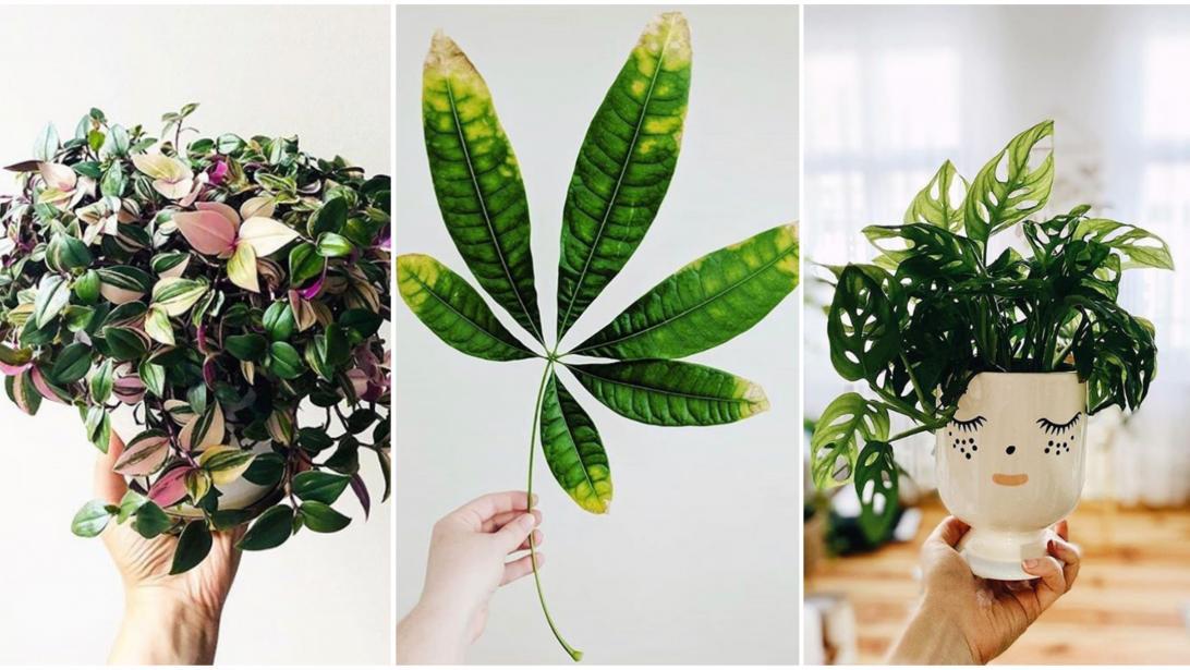 Le bon plan du mois: shoppez des plantes canons et exotiques à prix doux Le bon plan du mois: shoppez des plantes canons et exotiques à prix doux
