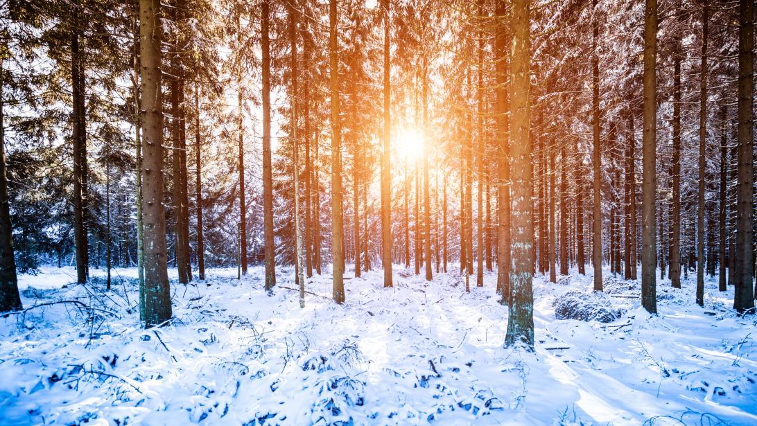 Nos bons plans pour une escapade féerique dans les Hautes Fagnes Nos bons plans pour une escapade féerique dans les Hautes Fagnes