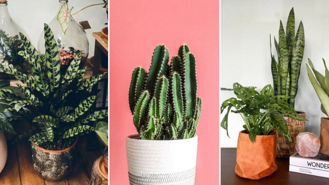 Go green: 8 x dit zijn de plantentrends van 2021 Go green: 8 x dit zijn de plantentrends van 2021