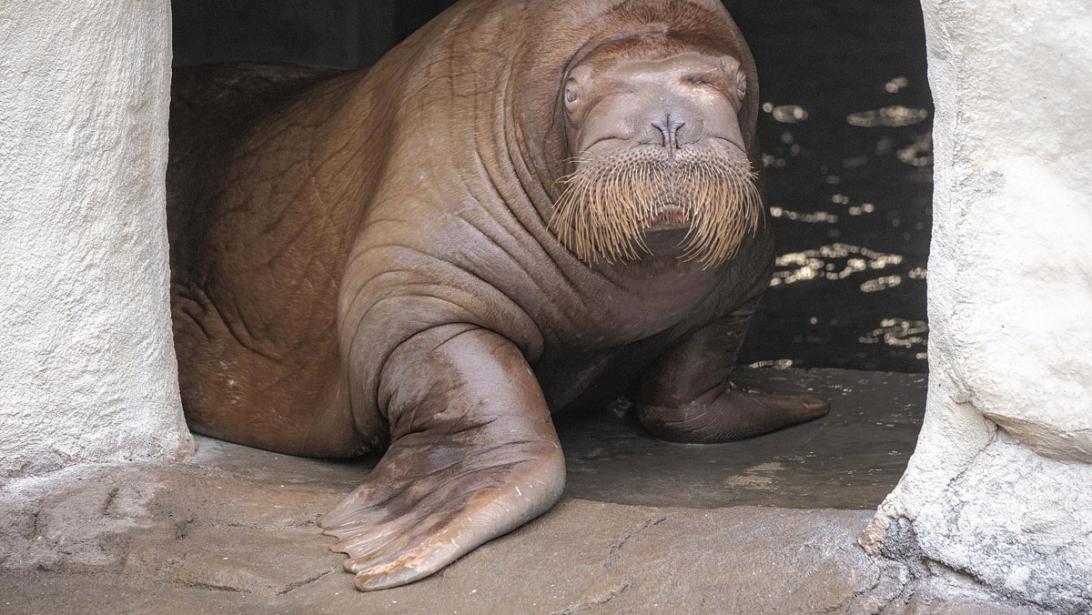 Uniek weekendje weg: slapen tussen pooldieren bij Pairi Daiza Uniek weekendje weg: slapen tussen pooldieren bij Pairi Daiza