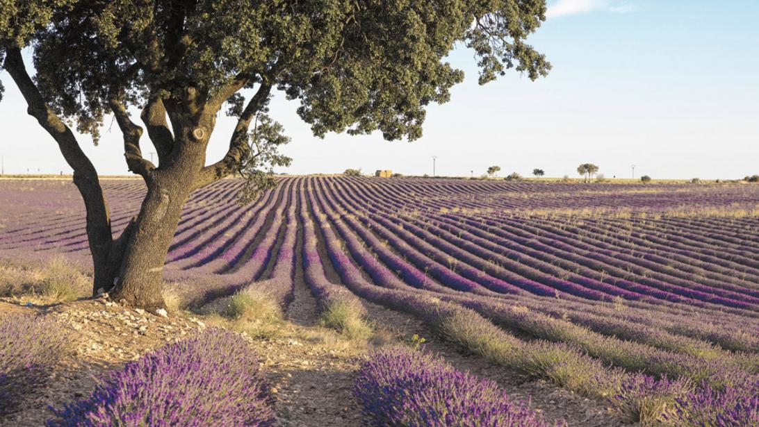 Castilië-La Mancha: geniet van een stukje Provence in Spanje Castilië-La Mancha: geniet van een stukje Provence in Spanje