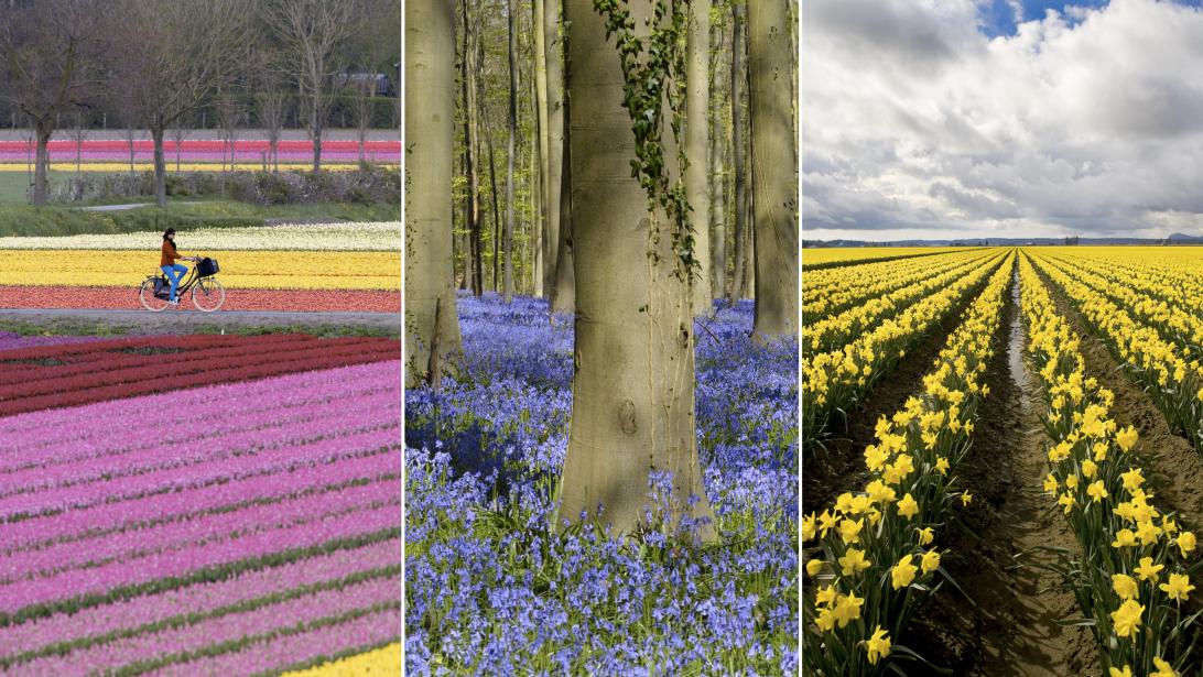 Wil je heen: deze bloemenvelden en pluktuinen zijn nù op hun mooist Wil je heen: deze bloemenvelden en pluktuinen zijn nù op hun mooist