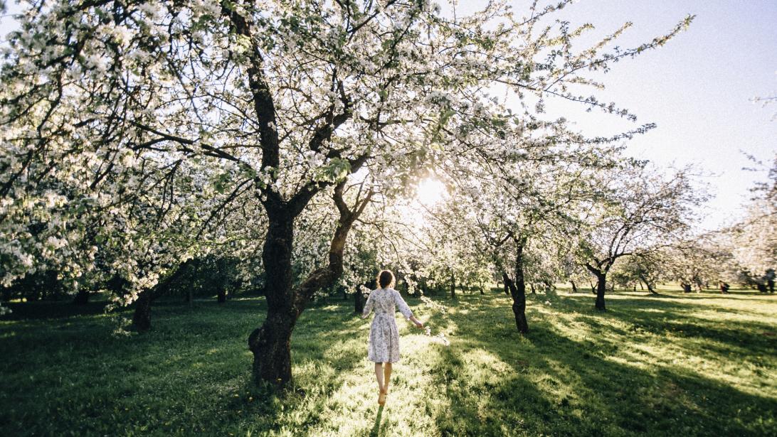 Uitje naar de fruitvallei: deze bloesembars wil je nù verkennen Uitje naar de fruitvallei: deze bloesembars wil je nù verkennen