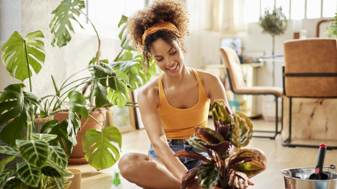 Le guide ultime pour garder ses plantes d'appartement en vie Le guide ultime pour garder ses plantes d'appartement en vie