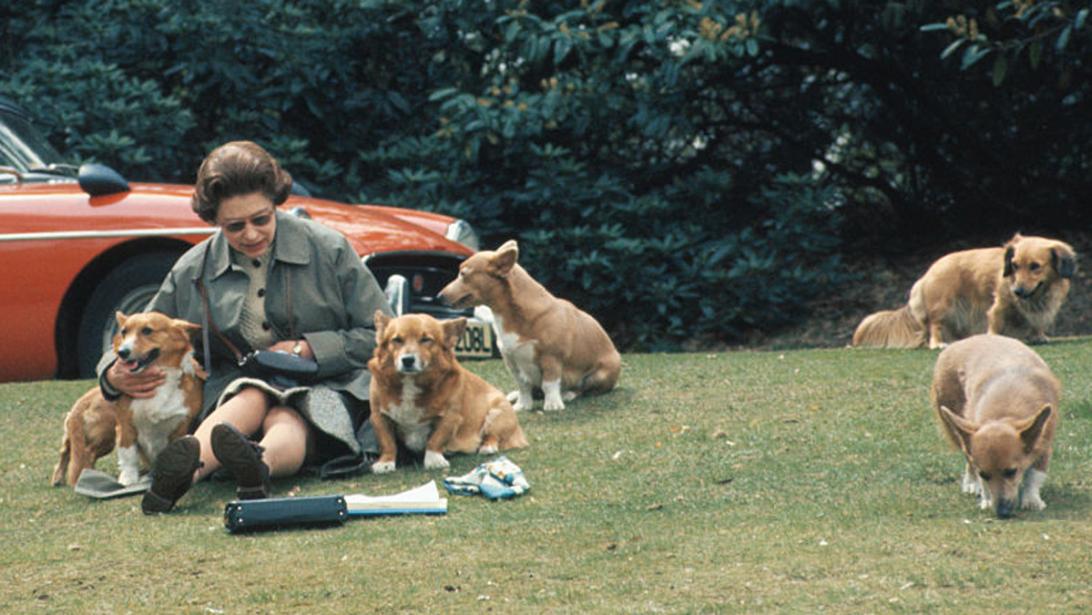 Dit worden de nieuwe baasjes van de geliefde corgi's van de Queen Dit worden de nieuwe baasjes van de geliefde corgi's van de Queen