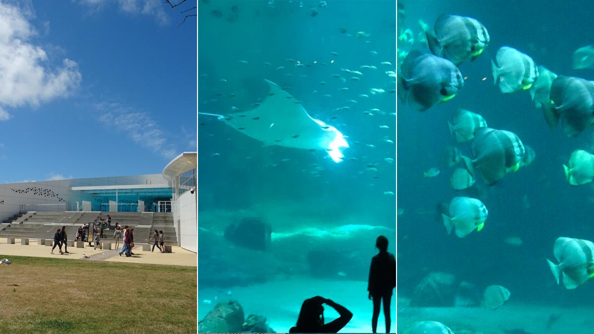 Nausicaa: Het grootste zeeaquarium van Europa in Boulogne-sur-Mer.