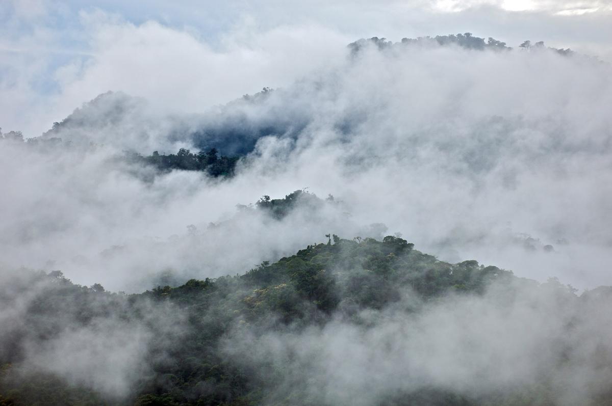 Cloud Forests - Ecuador