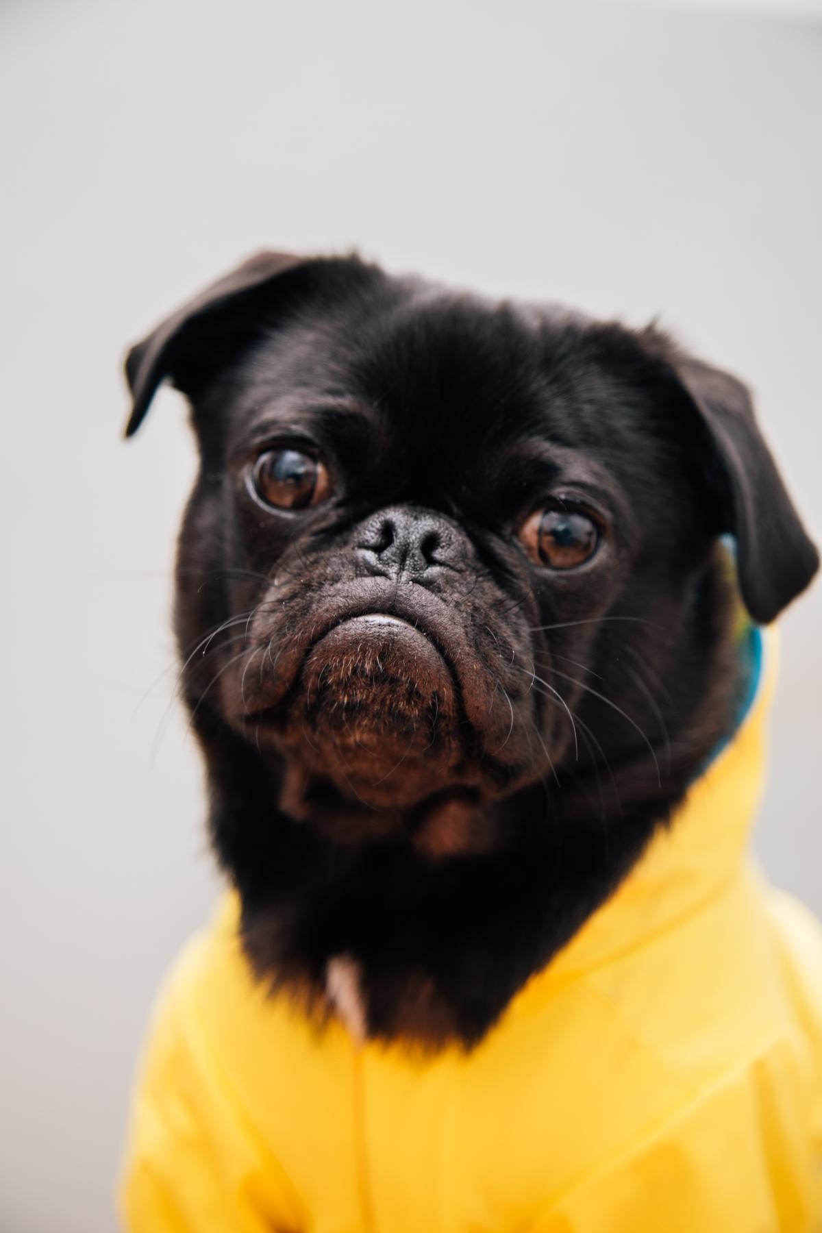 Bo