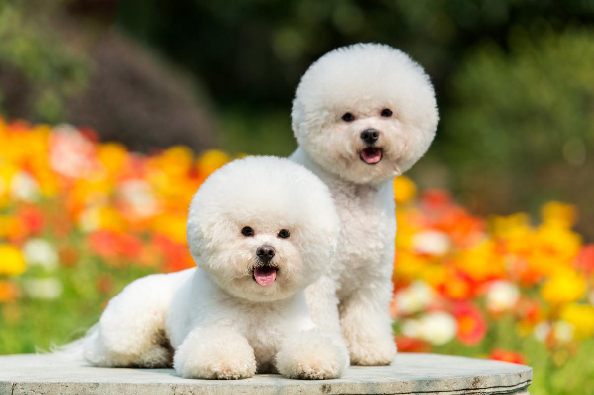 Bichon Frisé