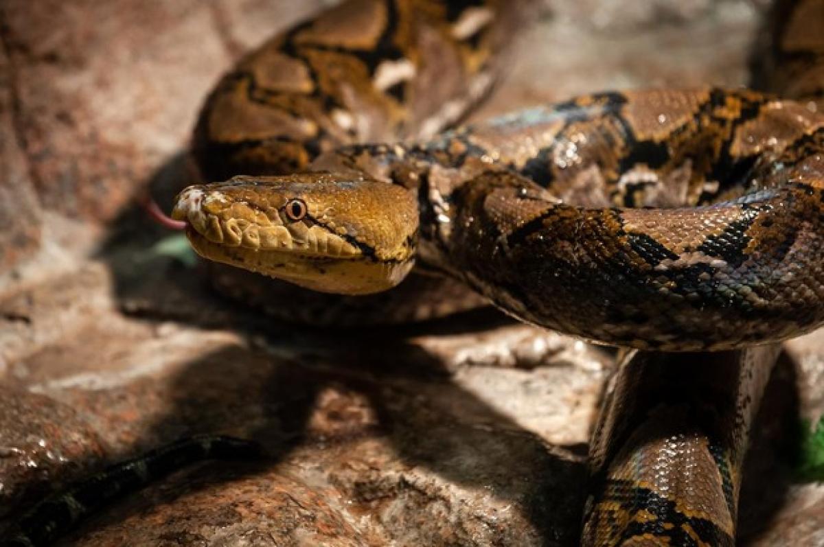 Grootste slang ter wereld in Zoo Serpentarium Blankenberge KW.be