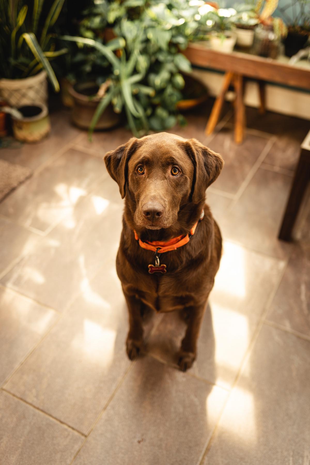 Labrador