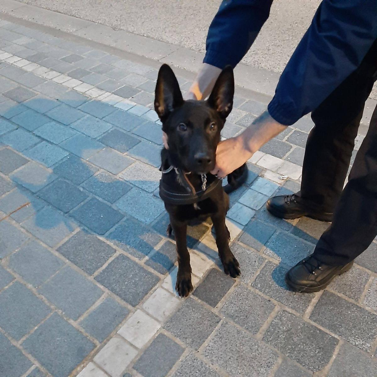 Wie dumpte deze schattige hond?© GF