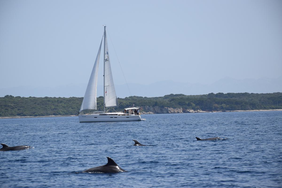Dolfijnen kijken voor de kust van Lošinj. Een absolute must.© Peter Soete