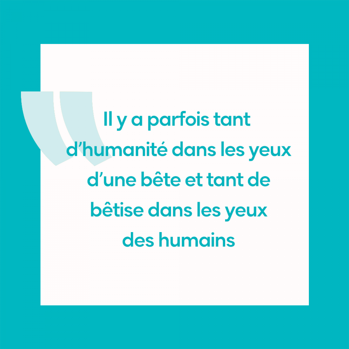 12 Citations Qui Parleront Aux Amoureux Des Animaux